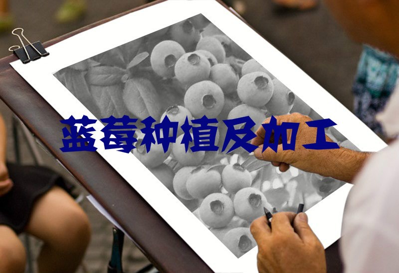 制約我國藍(lán)莓行業(yè)因素與市場化程度分析（附報(bào)告目錄）(圖1)